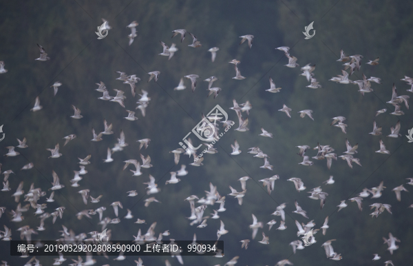 觀鳥勝地