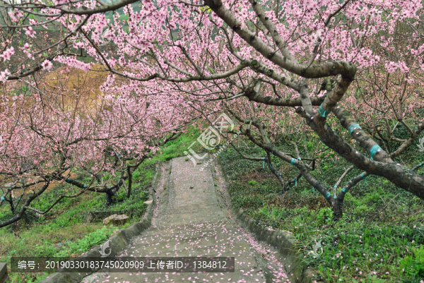 桃花園風光