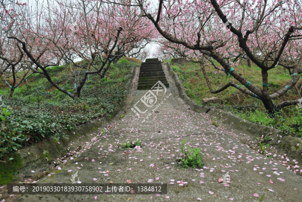 桃花園風光