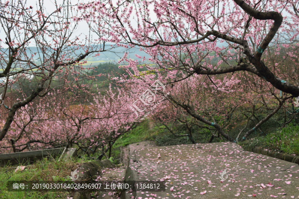 桃花園風(fēng)光