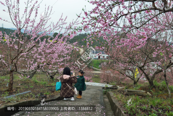 桃花園風(fēng)光