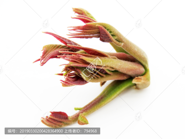 香椿芽