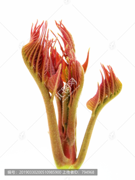 香椿芽