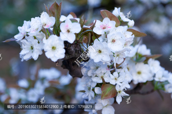 梨花梨樹