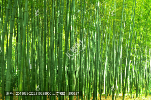 竹林