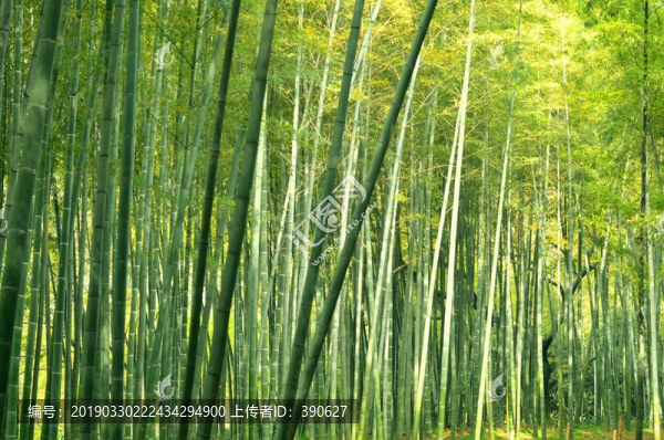 竹林