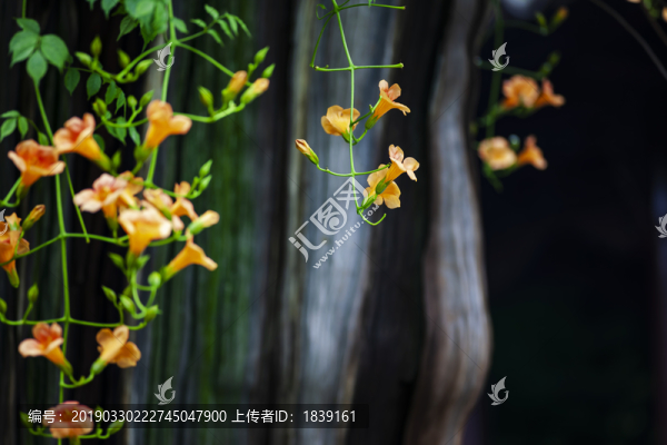 令人嘆絕的枯木逢春凌霄花