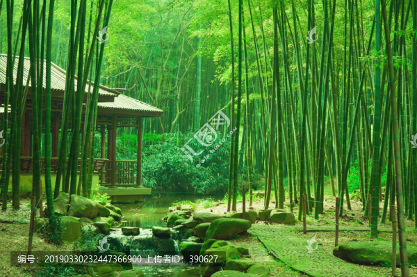 竹林仙境