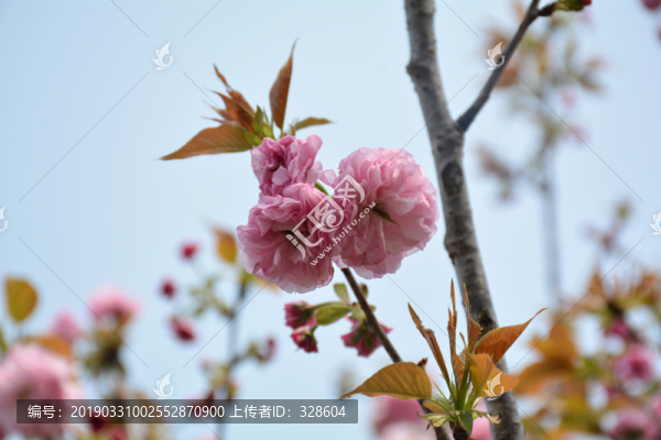 櫻花