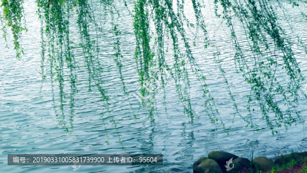 湖邊柳
