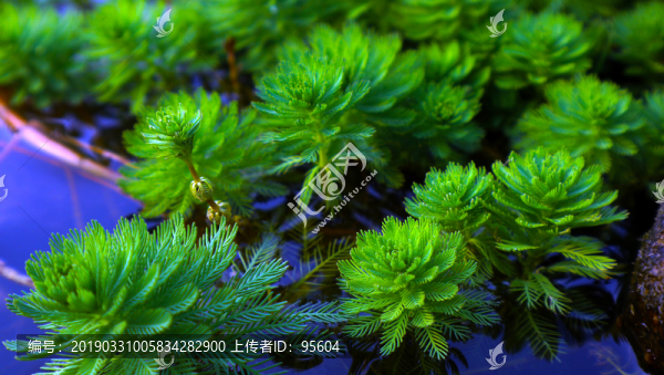 粉綠狐尾藻