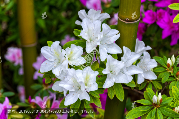 白色杜鵑花