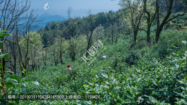 高山綠茶