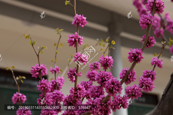 紫荊花