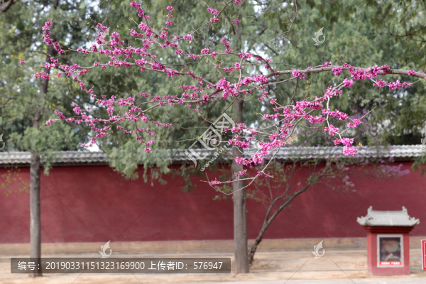 紫荊花