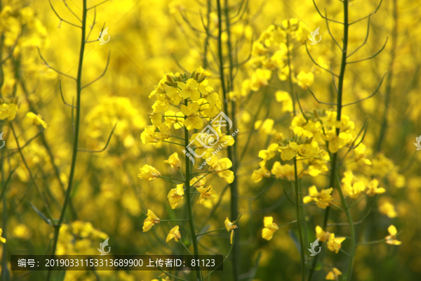 油菜花
