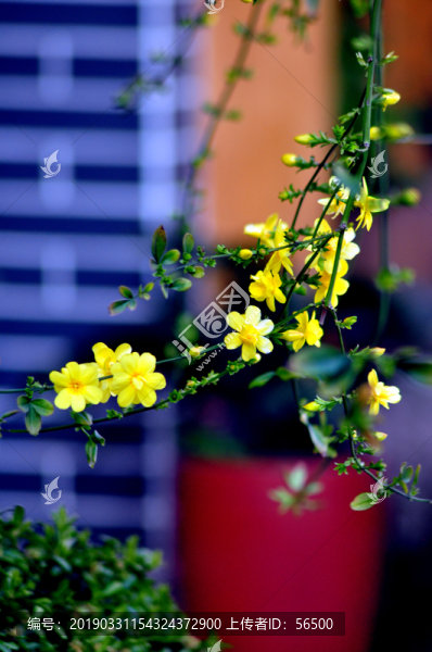 迎春花