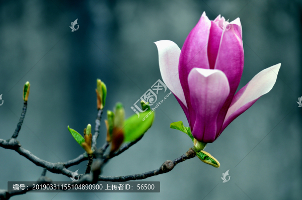 玉蘭花