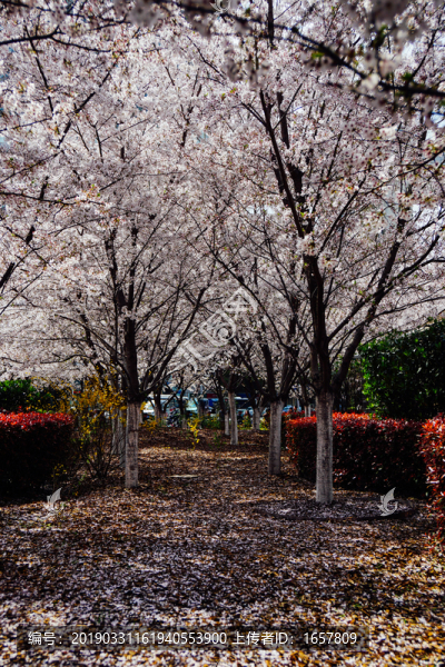 櫻花園林