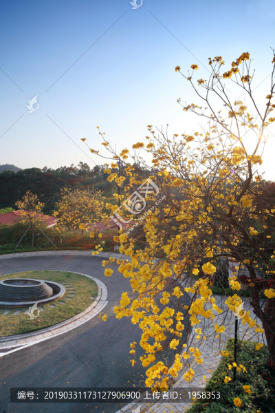 黃花風(fēng)鈴木