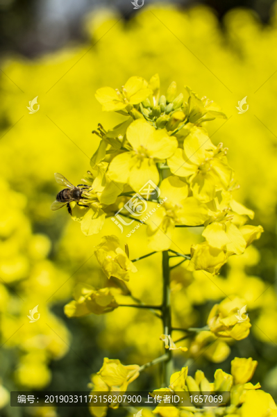 油菜花小蜜蜂