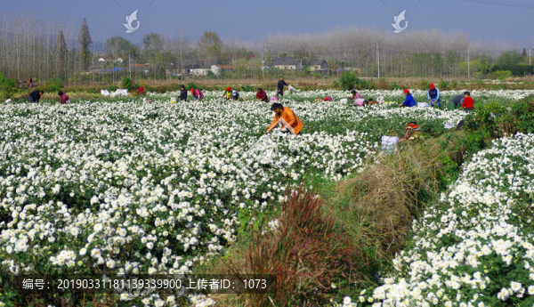 滁州貢菊