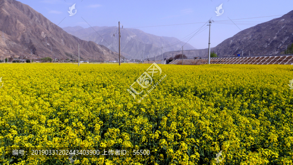 油菜花