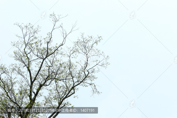樹枝