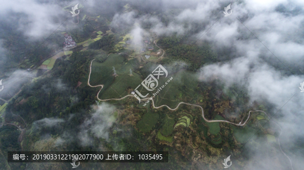 云霧下的茶園