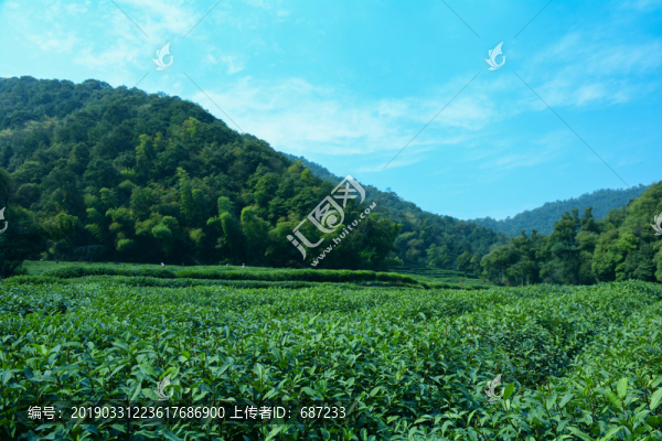 龍井茶園