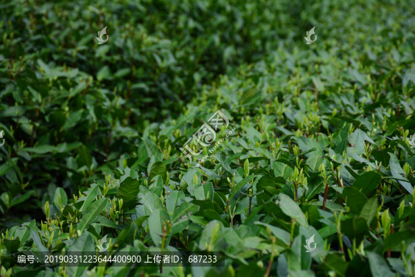 龍井茶園