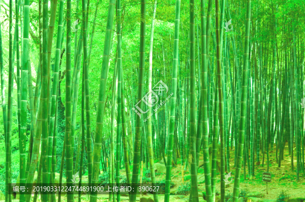 竹林