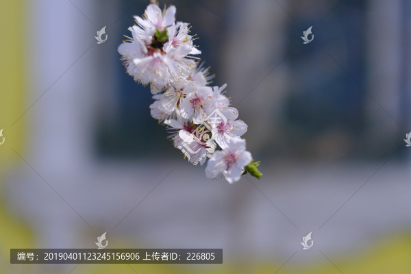 伊犁老巷