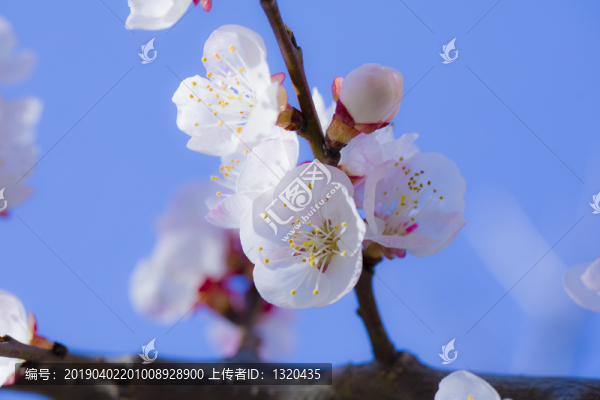 杏花