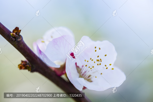 杏花