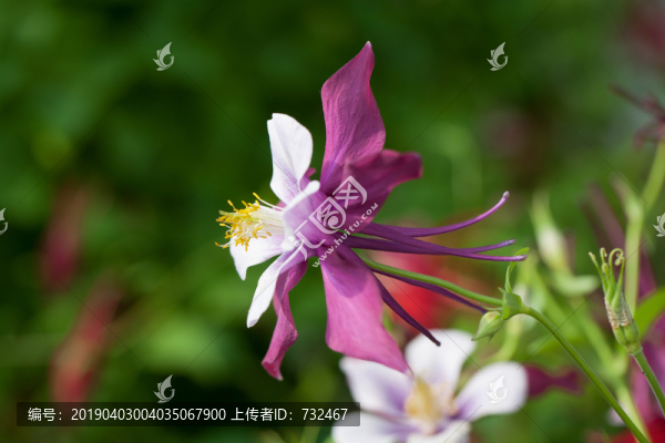 耬斗菜花卉特寫
