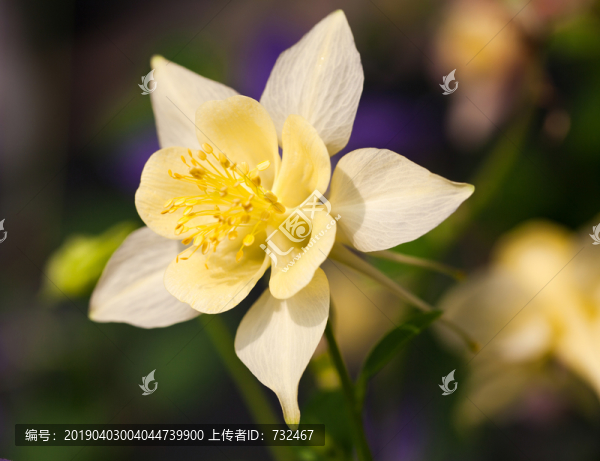 耬斗菜花卉特寫(xiě)