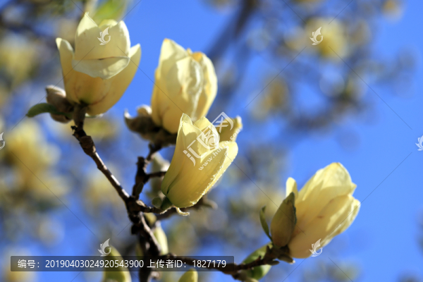 玉蘭花