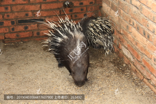 刺猬蠔珠子