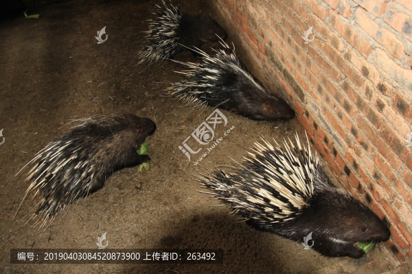 刺猬蠔珠子