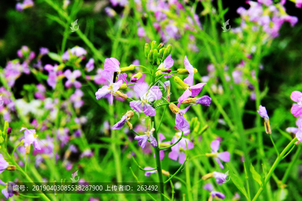 蘿卜花