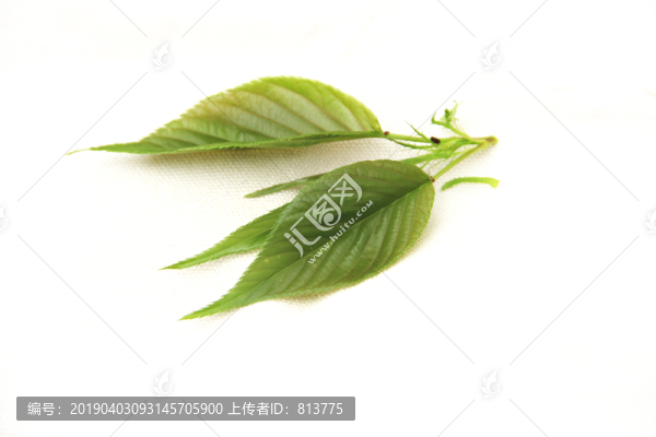 綠葉兩片
