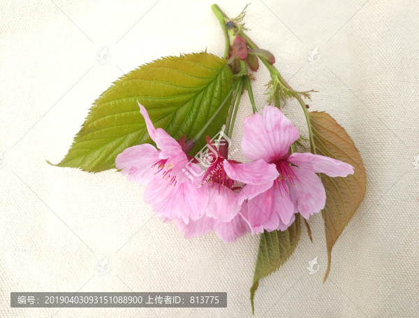 美景櫻花