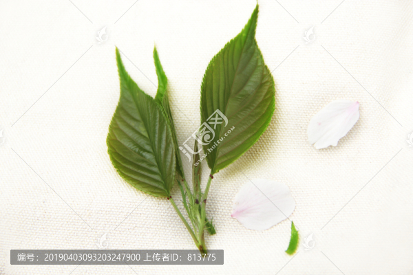 葉片花瓣
