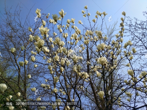 梅花