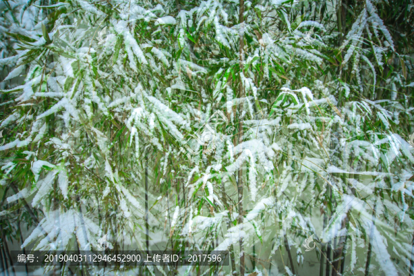 冰雪竹林