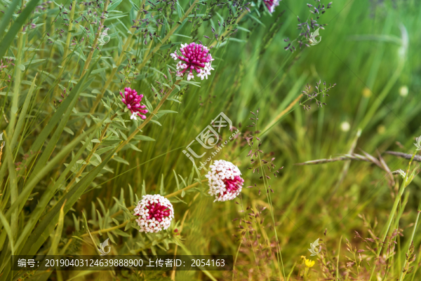 狼毒花