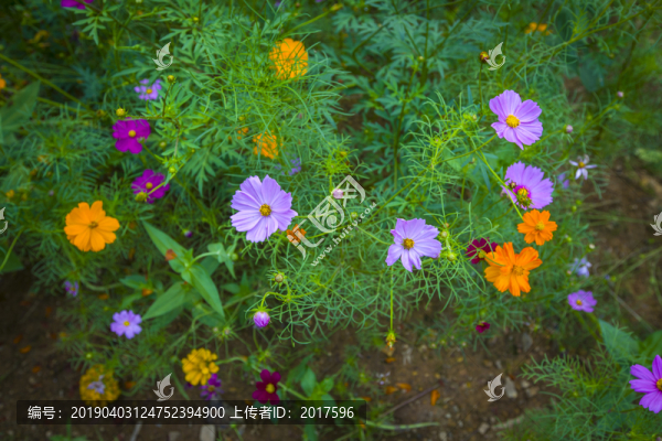 波斯菊