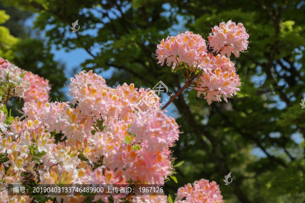 粉紅色杜鵑花