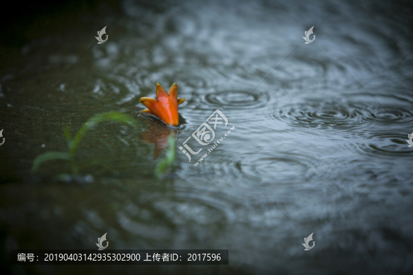 石榴花